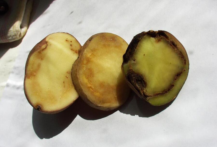 Clavibacter michiganensis subsp. sepedonicus